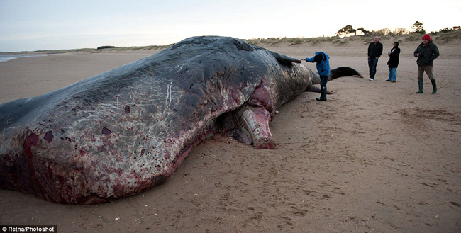 Tại bãi biển Đông Anglian ở Old Hunstanton, Norfolk, nước Anh, người dân đã phát hiện một con cá voi “quái vật” khổng lồ.